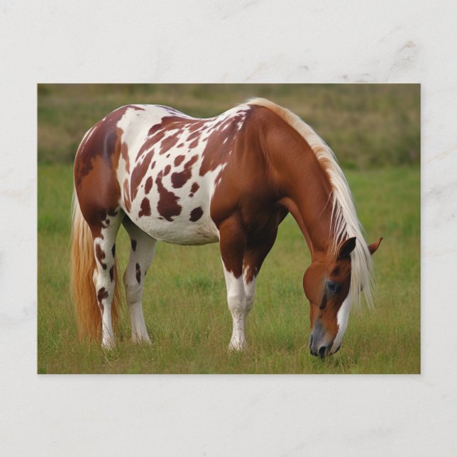 Cartão Postal Chubby Pinto Mustang Horse (Frente)