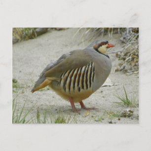 Cartão Postal Chukar Partridge