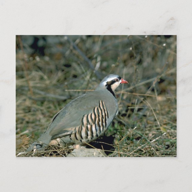 Cartão Postal Chukar Partridge (Frente)