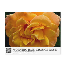 Chuva da Manhã Rosa Laranja