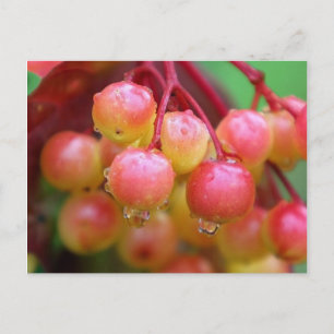 Cartão Postal Chuva e Berries