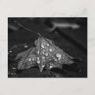 Cartão Postal Chuvas de Outono