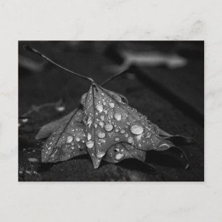 Cartão Postal Chuvas de Outono