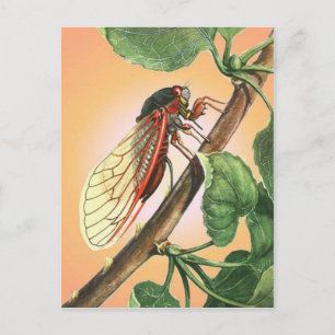 Cartão Postal Cicada