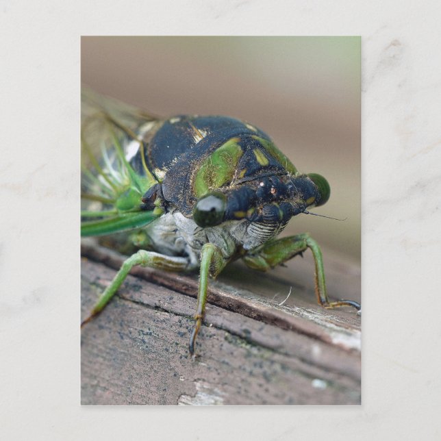 Cartão Postal Cicada (Frente)