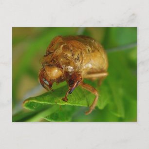 Cartão Postal cicada1