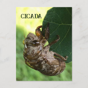 Cartão Postal Cicada - Cartão-postal