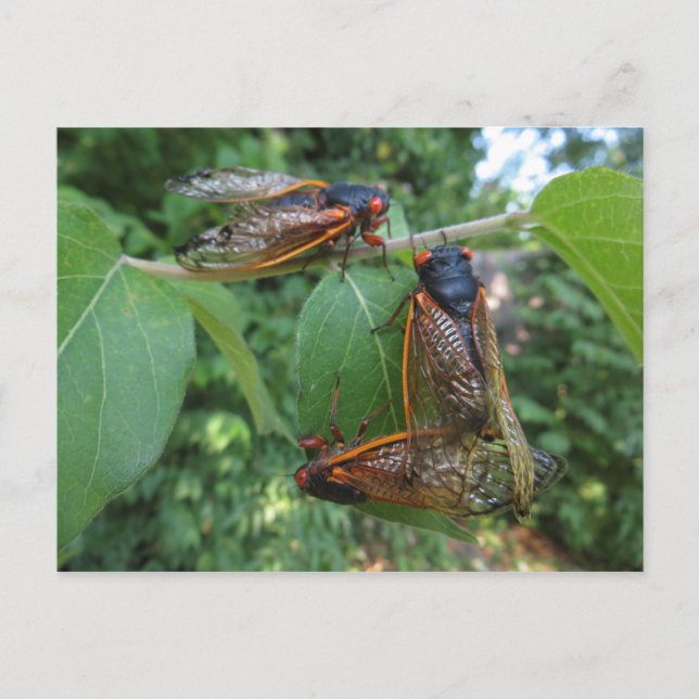 Cartão Postal Cicada Trio (Frente)