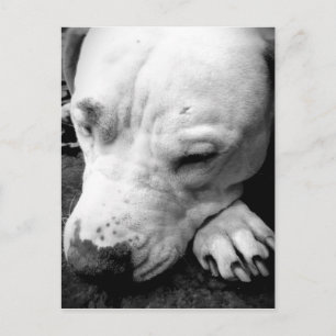 Cartão Postal cicatriz do harry potter cachorro pit bull branco