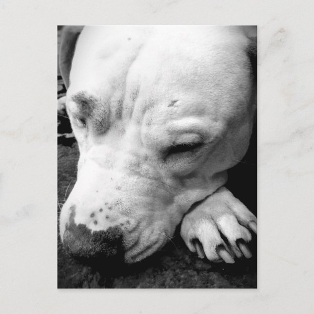 Cartão Postal cicatriz do harry potter cachorro pit bull branco (Frente)