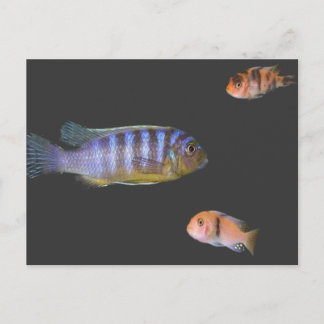 Cartão Postal Cichlid's Trio