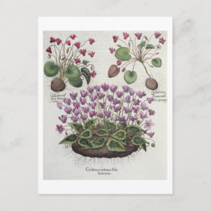 Cartão Postal Ciclame: 1.Cicamen serotinum foliis hederaceis;