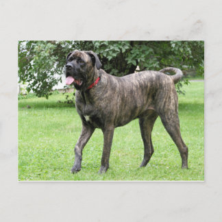 Cartão Postal Ciclo 01 de Mastiff neopolita