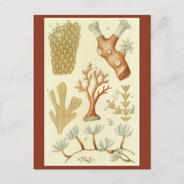 Cartão Postal Ciência — Biologia Do Livro De Têxteis — Animais D (Frente)