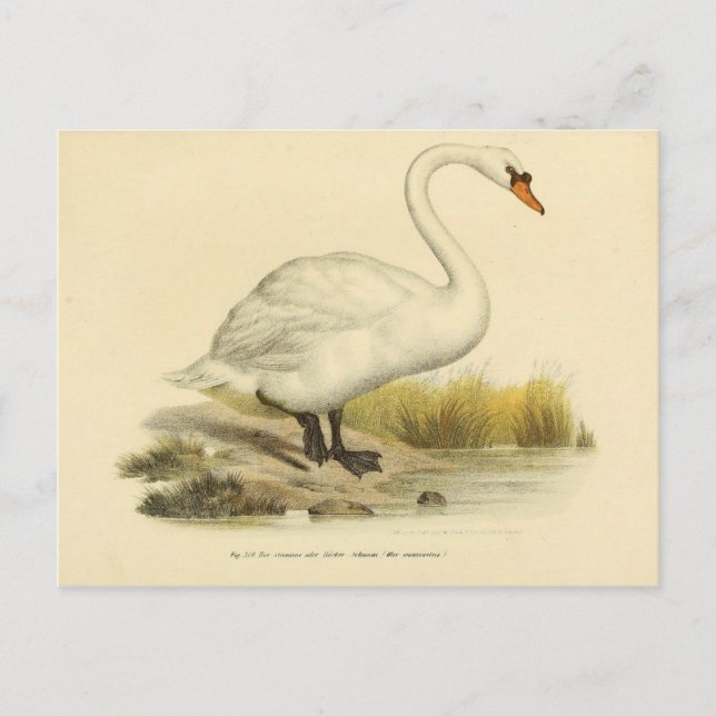 Cartão Postal Ciência da ilustração (Frente)