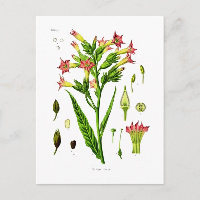 Cartão Postal Cigarro (Frente)