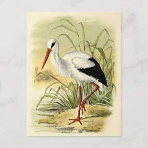 Cartão Postal Cigarro ilustrado