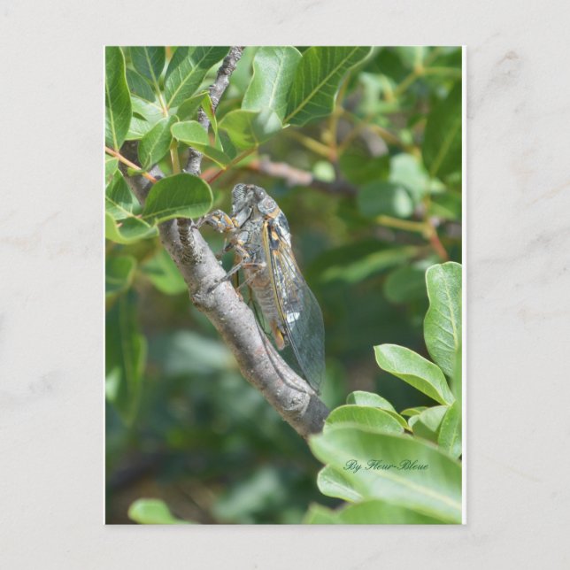 Cartão Postal Cigarro para carte (Frente)