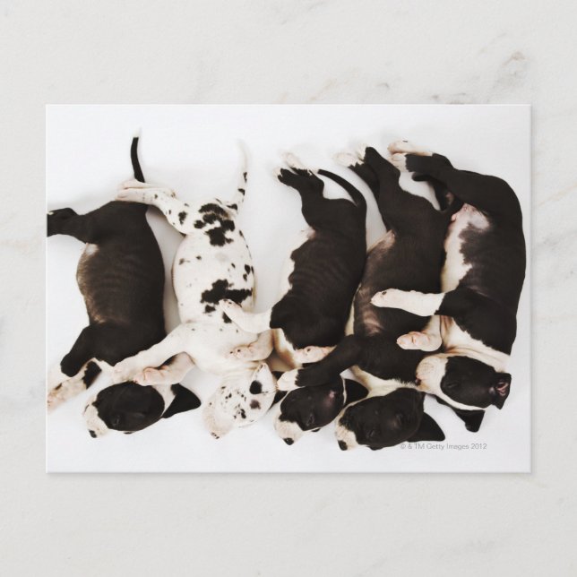 Cartão Postal Cinco cachorros de Harlequin Great Dane dormindo (Frente)