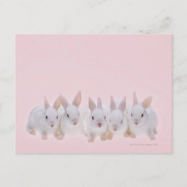 Cartão Postal Cinco coelhos 2 (Frente)