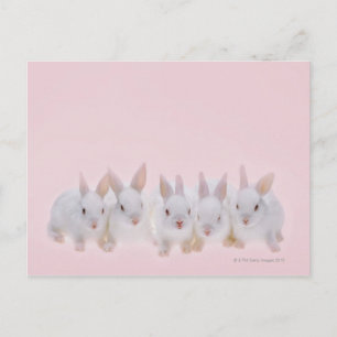 Cartão Postal Cinco coelhos 2