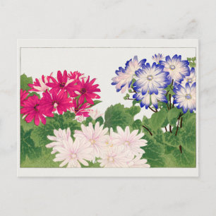 Cartão Postal Cineraria por Tanigami Konan