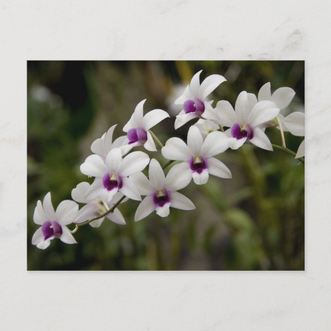 Cartão Postal Cingapura (Sânscrito para a Cidade do Leão). Nacio (Frente)