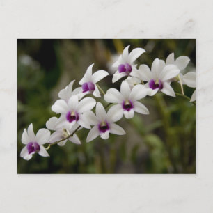 Cartão Postal Cingapura (Sânscrito para a Cidade do Leão). Nacio