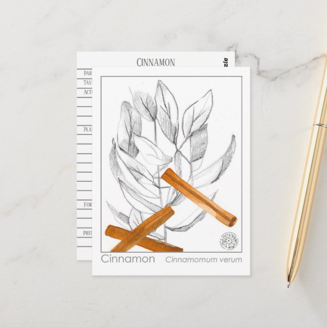 Cartão Postal Cinnamon Spice Materia Medica Monografias à Herbal (Frente/Verso In Situ)