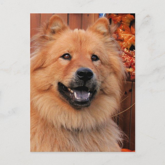 Cartão Postal Cinny - Chow Chow Photo-12 (Frente)