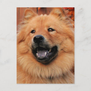 Cartão Postal Cinny - Foto Chow Chow - 5