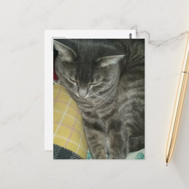 Cartão Postal Cinza adorável Gatinho com sono (Frente/Verso In Situ)