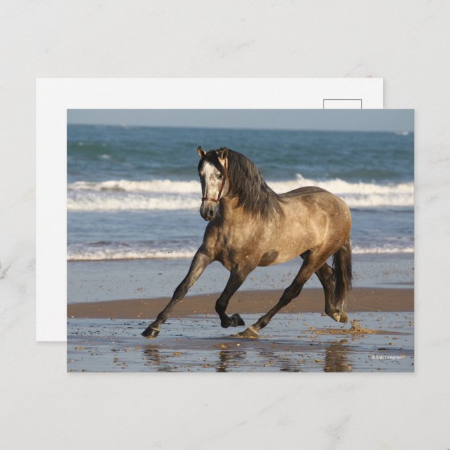 Cartão Postal Cinza Andaluciana Stallion Em Praia (Frente/Verso)