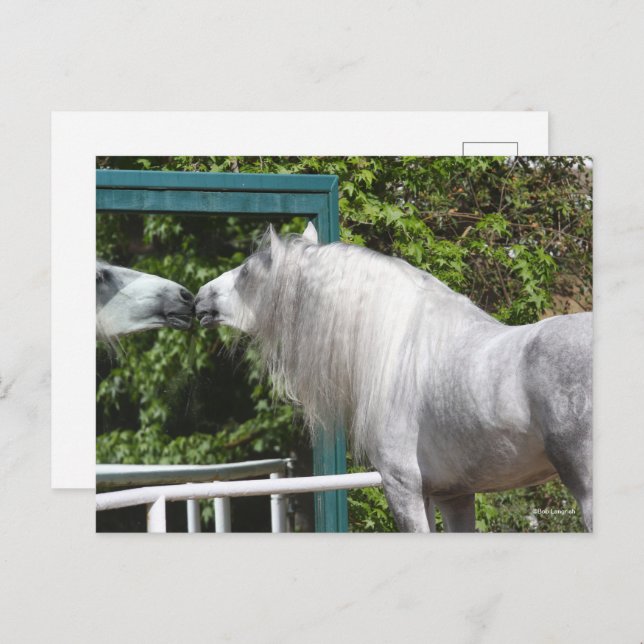 Cartão Postal Cinza Andaluciano Stallion Olhando Espelho (Frente/Verso)