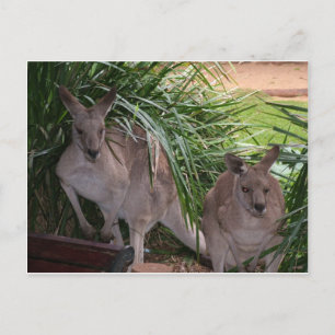 Cartão Postal Cinza australiana Kangaroo