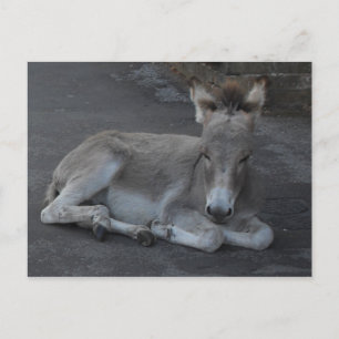 Cartão Postal Cinza Bonita, Pau-Macaco