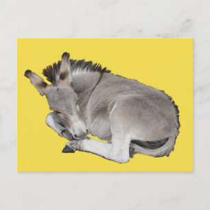 Cartão Postal Cinza Bonitinha Cachorro Pô Dormindo