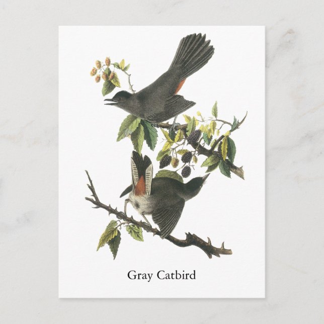 Cartão Postal Cinza Catbird, John Audubon (Frente)