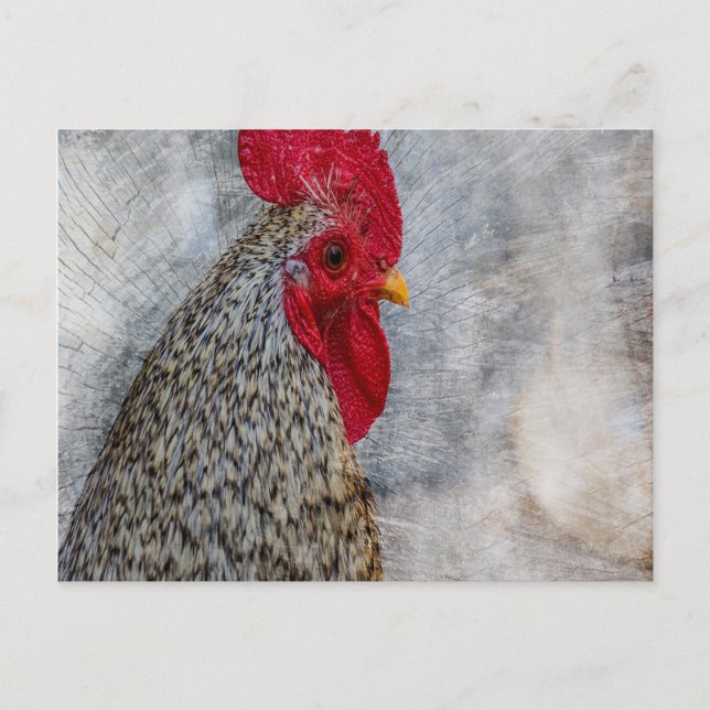 Cartão Postal Cinza Country Rooster (Frente)