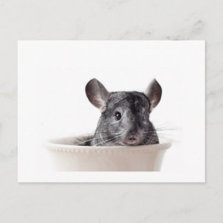 Cartão Postal Cinza Cute Teacup Chinchilla