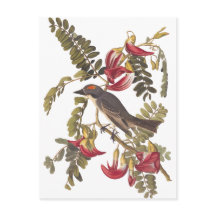 Cinza da Audubon Kingbird na Árvore Hummingbird