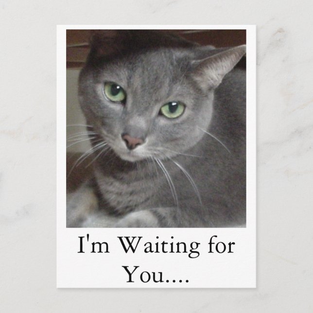 Cartão Postal Cinza de azul russo (Frente)