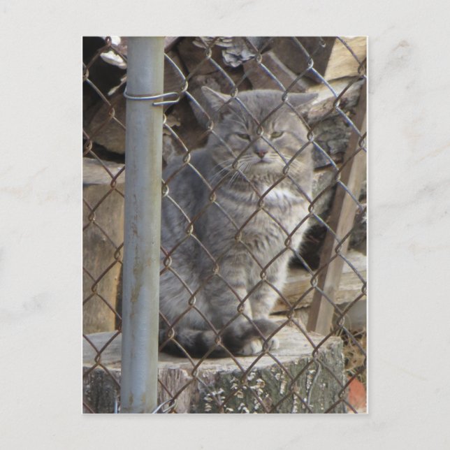 Cartão Postal Cinza de gordura Cat 1 (Frente)