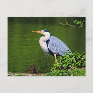 Cartão Postal Cinza Heron Bird