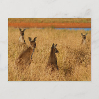 Cartão Postal Cinza Ocidental Kangaroos