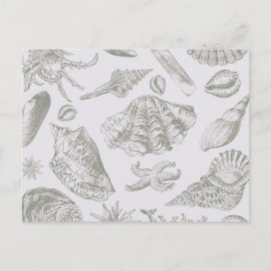Cartão Postal Cinza suave sálvia Concha Esboço Antigo Natureza