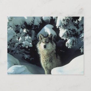 Cartão Postal Cinza Wolf