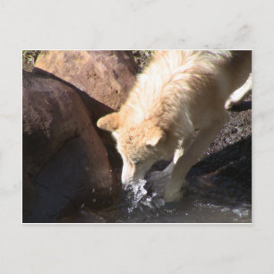 Cartão Postal Cinza Wolf