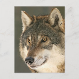 Cartão Postal Cinza Wolf