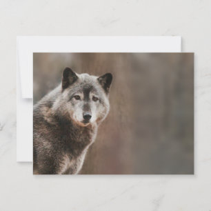 Cartão Postal Cinza Wolf